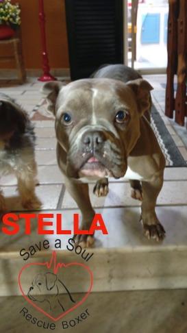 stella american bully pocket Foto 3